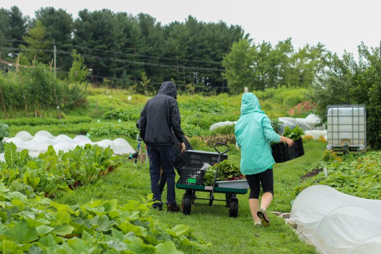 Canada Summer Jobs (CSJ) staff members Aidan and Evie transporting freshly picked produce. They are outside in the rain using a wagon and baskets to haul the vegetables through the wet grass. Aidan is in a black jacket and Evie is in a blue jacket. They both have their hoods up.