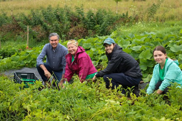 MP Tim Louis, Our Farm Coordinator Jenny Weickert and two Canada Summer Job employees Aidan and Evie smiling while harvesting vegetables together at Our Farm. They are all kneeling in tall greenery at the David Fischer Residence Our Farm location.