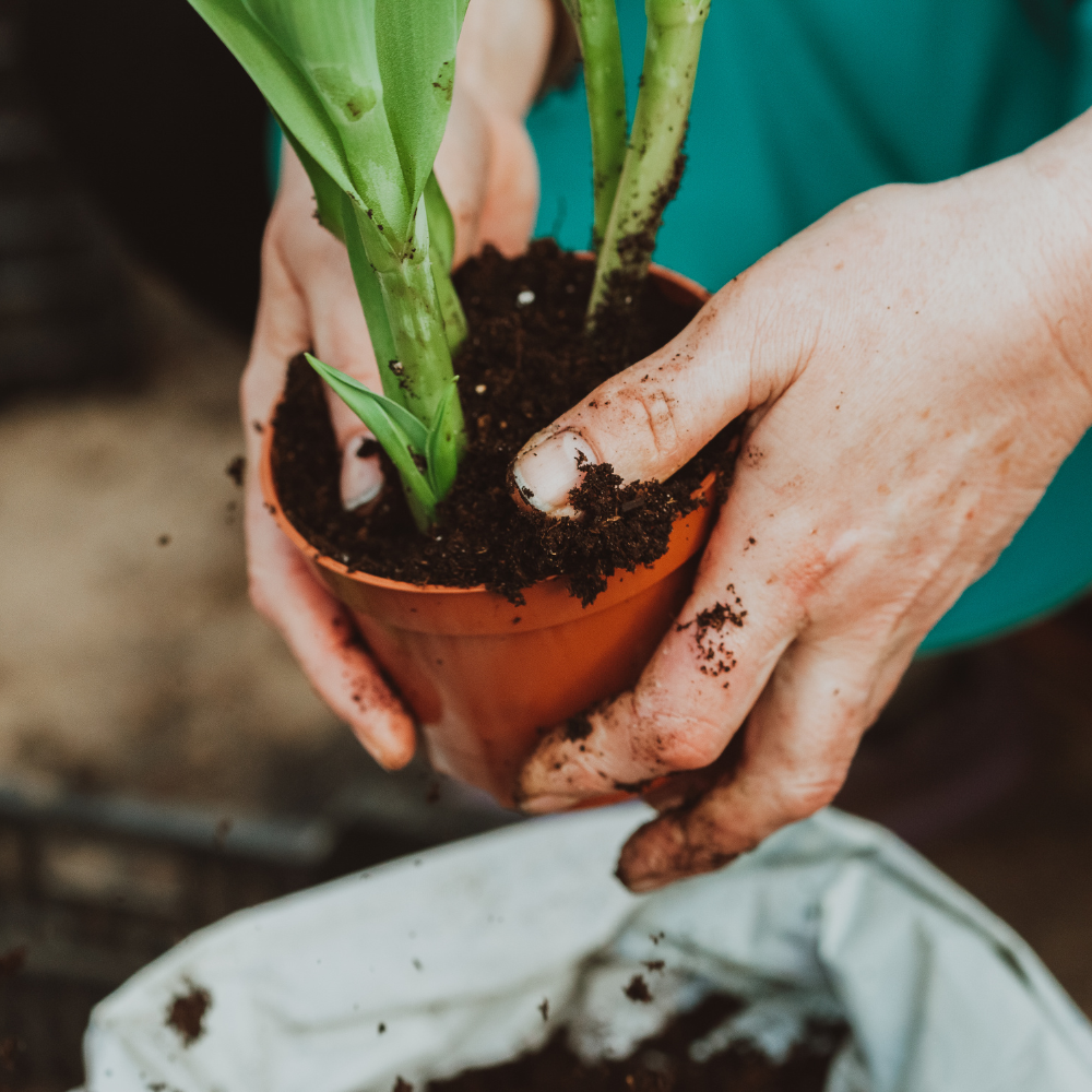 A person holding a pot with soil and a plant in it.