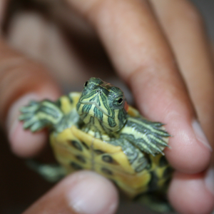 A person holding a small turtle.