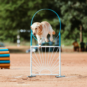 A dog jumping through a hoop.