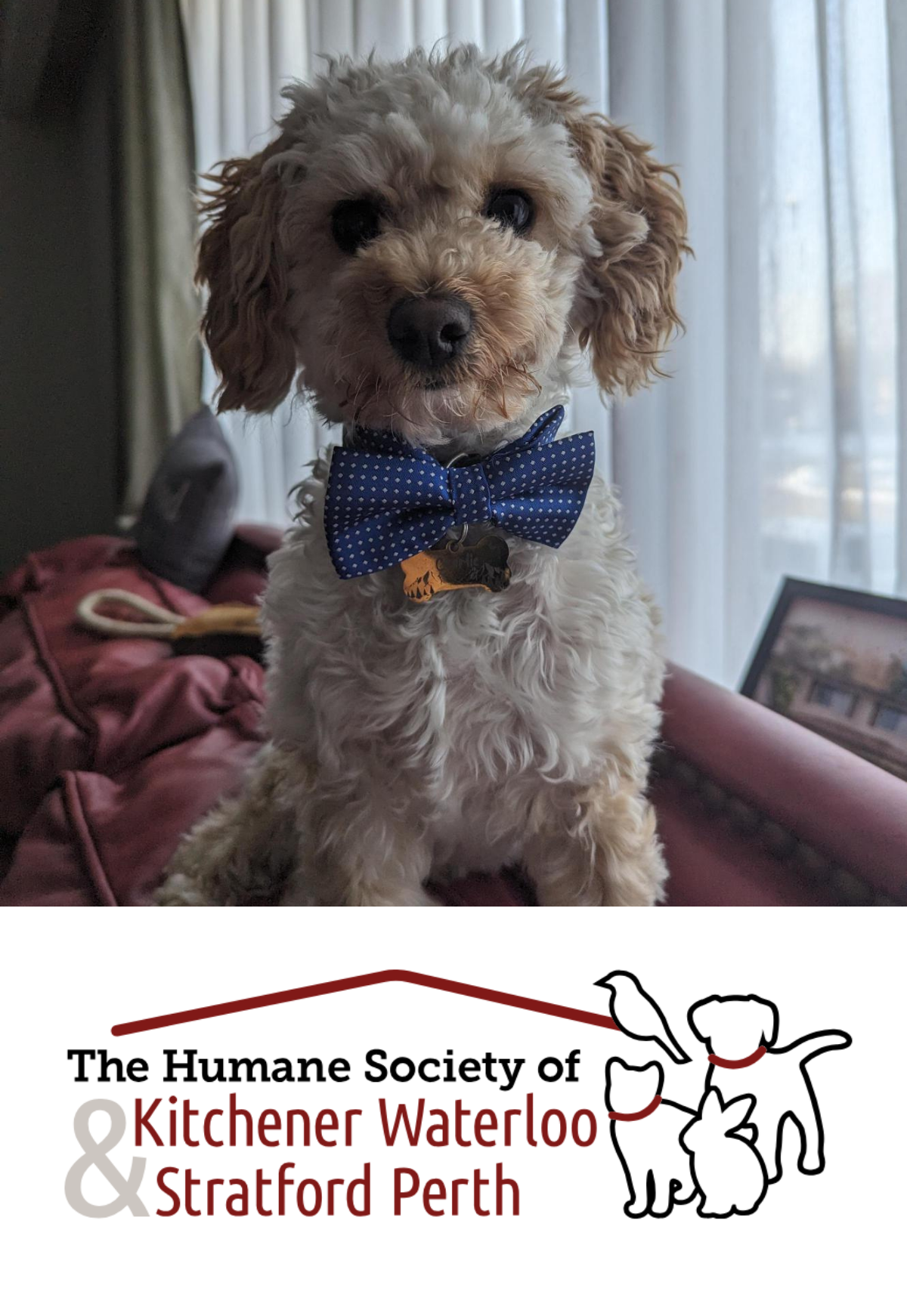 A cute dog posing for the camera. The logo for The Humane Society of Kitchener Waterloo and Stratford Perth