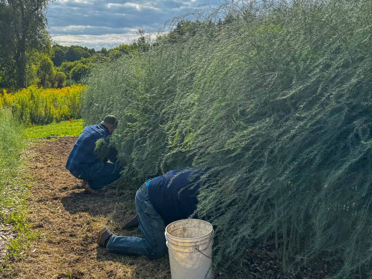 two people working in a huge pile of asparagus leaves. they're leaning down and all you can see are their legs and bums 