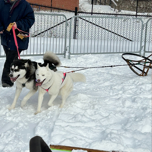 two dogs pulling a sled