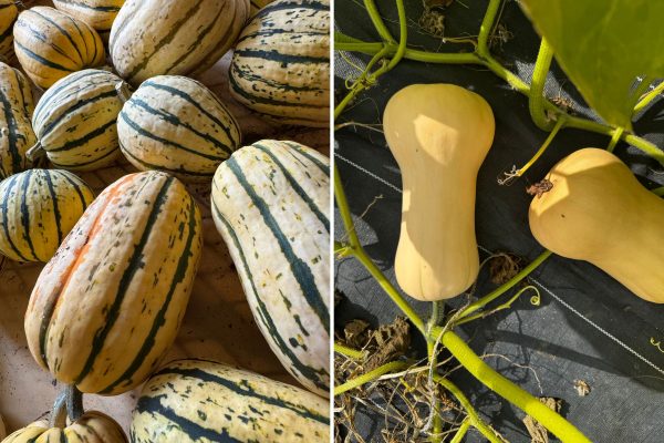 photos of different squash