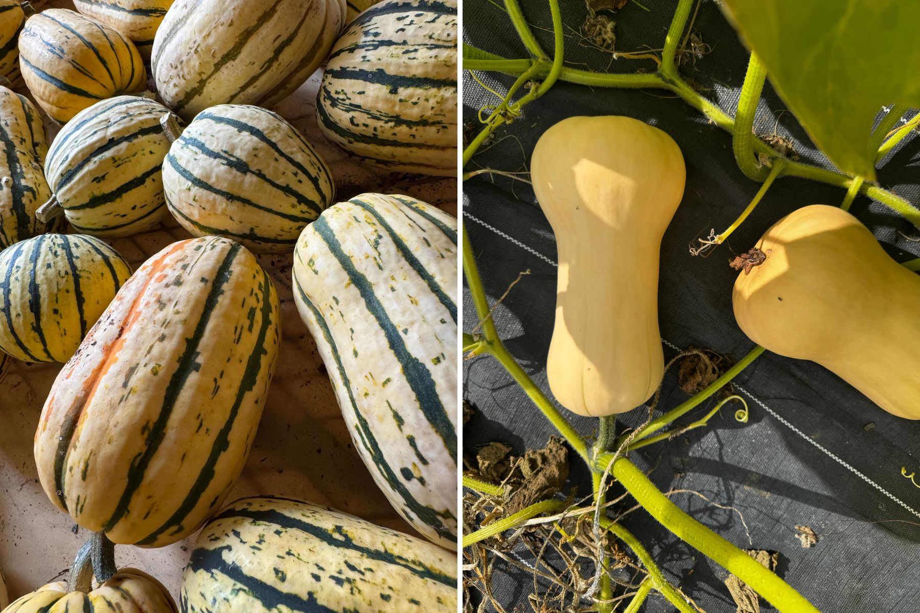 photos of different squash
