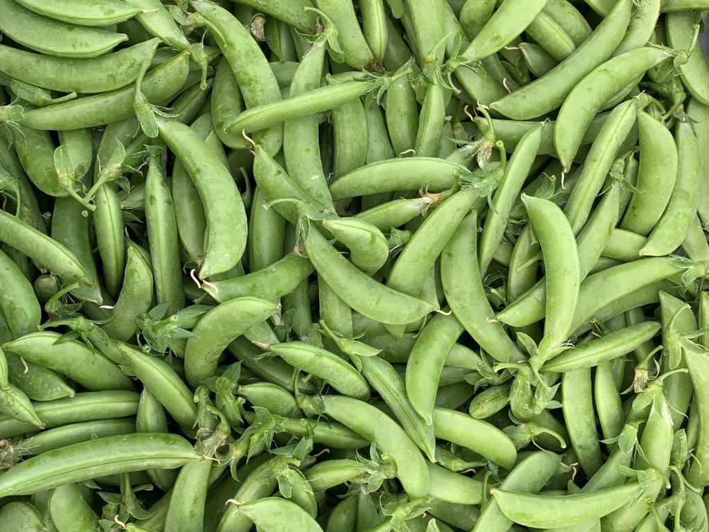 a harvest of peas in their shells