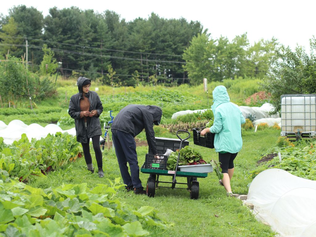 three people working on harvesting vegetables, it's raining
