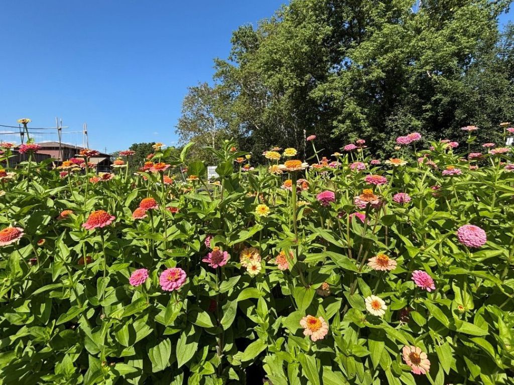 a patch of zinnias