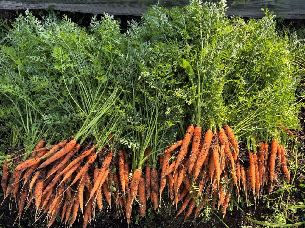 a huge bunch of harvested carrots