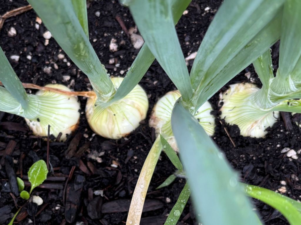 an overhead view of onions planted in the ground
